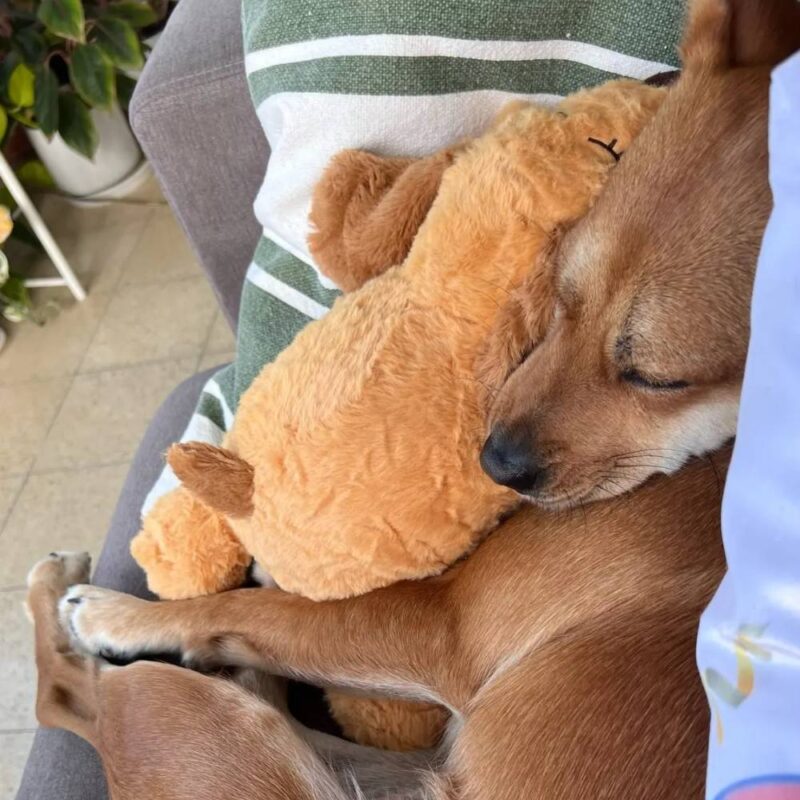 Jouet apaisant pour chien – Image 6