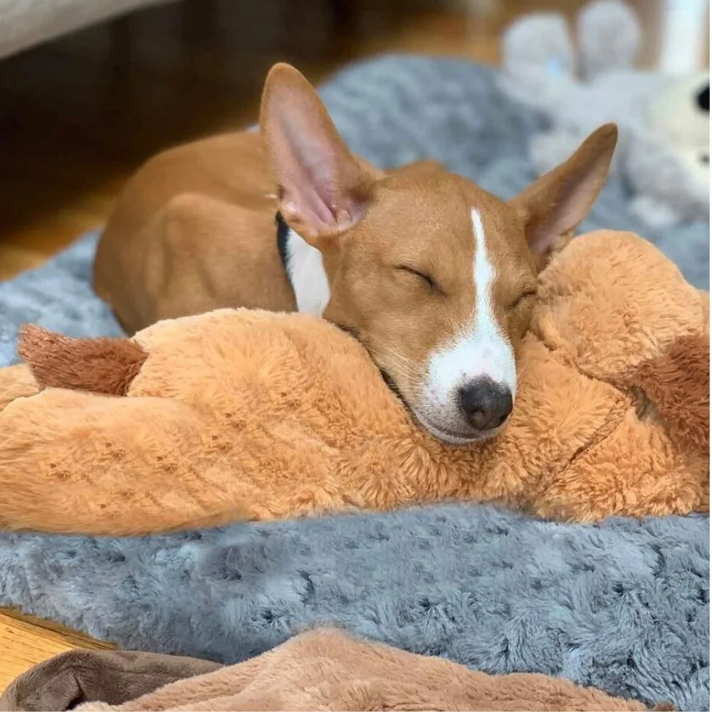 Chien heureux avec son jouet