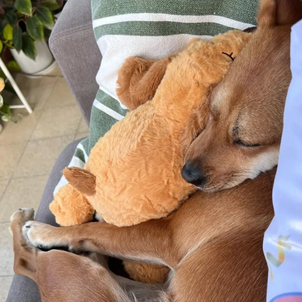 Chien en train de dormir sur le jouet