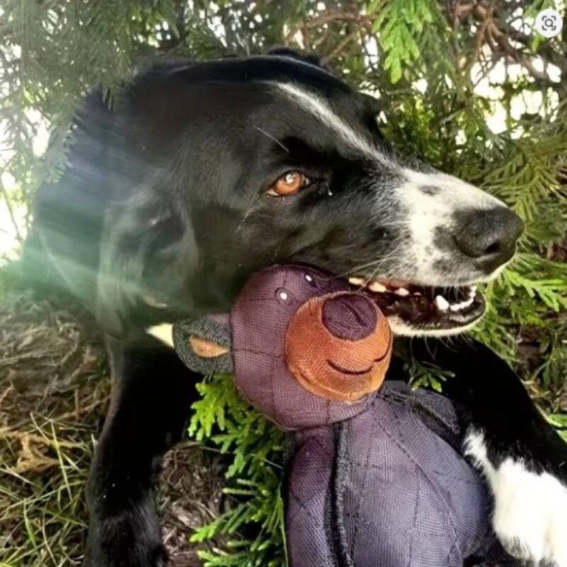 Jouet indestructible pour chien – Image 3