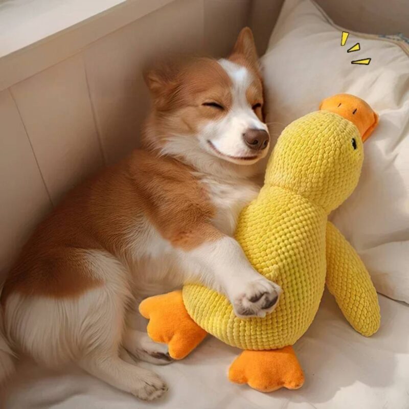 Jouet peluche canard pour chien – Image 2
