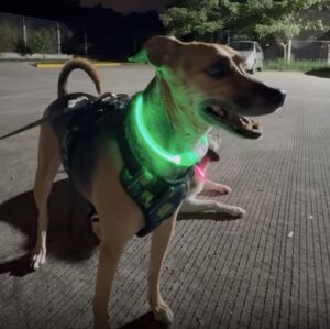 Collier Lumineux Pour Chien