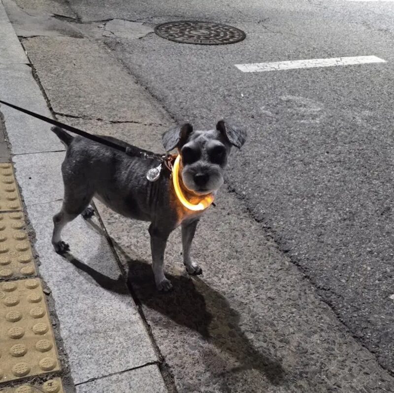 Collier Lumineux Pour Chien – Image 3