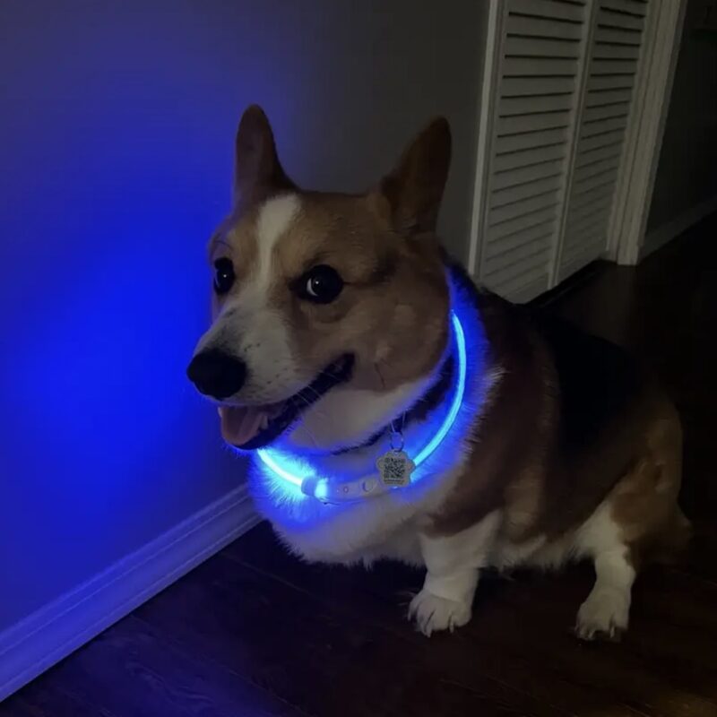 Collier Lumineux Pour Chien – Image 2