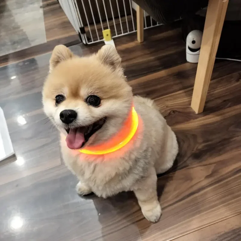 Collier Lumineux Pour Chien – Image 4